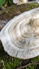 Trametes elegans