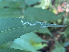 Stigmella intermedia