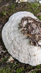 Trametes elegans