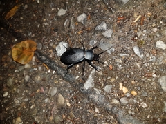 Carabus coriaceus