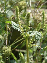 Amaranthus powellii