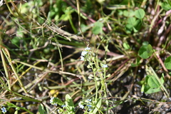 Myosotis cespitosa