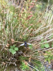Bibio pomonae
