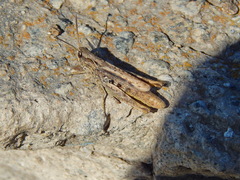 Chorthippus apricarius