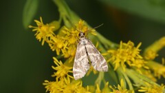 Petrophila canadensis