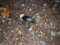 Carabus coriaceus