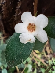 Codonanthe devosiana