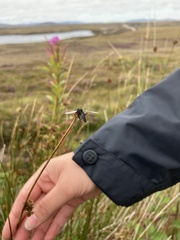 Bibio pomonae