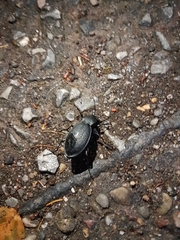 Carabus coriaceus