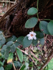 Codonanthe devosiana