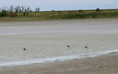 Himantopus himantopus