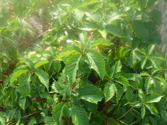 Parthenocissus inserta