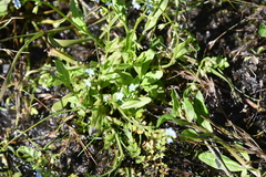 Myosotis cespitosa
