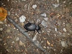 Carabus coriaceus