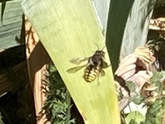 Anthidium manicatum