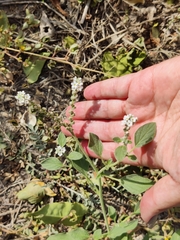 Heliotropium europaeum