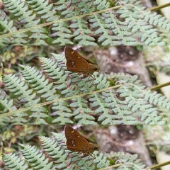 Polytremis eltola