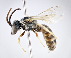 Halictus vestitus