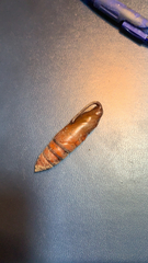 Sphingidae