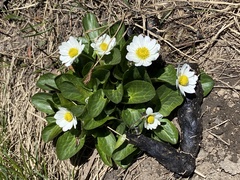 Caltha chionophila
