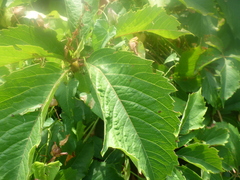 Parthenocissus inserta