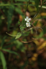 Epilobium pseudorubescens
