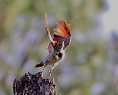 Colaptes auratus cafer