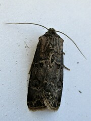 Agrotis