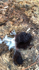 Stemonitis splendens