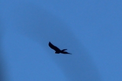 Aquila audax