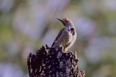 Colaptes auratus cafer