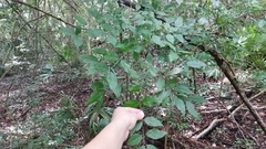 Zanthoxylum clava-herculis