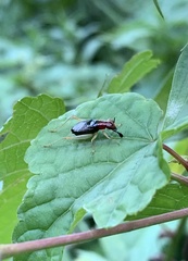 Phyllopalpus pulchellus