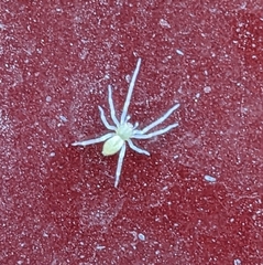 Cheiracanthium mildei