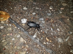 Carabus coriaceus