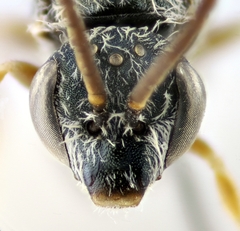 Halictus vestitus