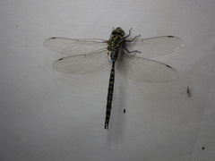 Aeshna umbrosa