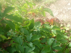 Parthenocissus inserta