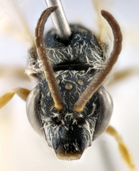 Halictus vestitus