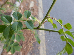 Rosaceae