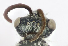 Halictus vestitus