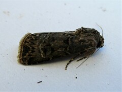 Agrotis