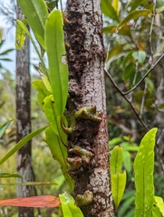 Lecanopteris sinuosa