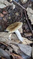 Russula sororia