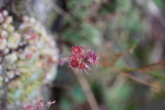 Sempervivum arachnoideum