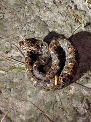 Bothrops atrox