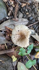 Russula sororia