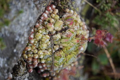 Sempervivum arachnoideum