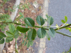 Rosaceae