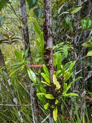 Lecanopteris sinuosa